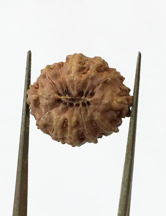 12 Mukhi Certified Indonesian Rudraksha  Size- 17.50 mm